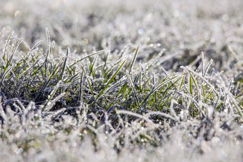 Winter Grass