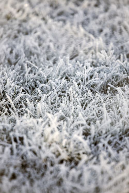 Winter Grass