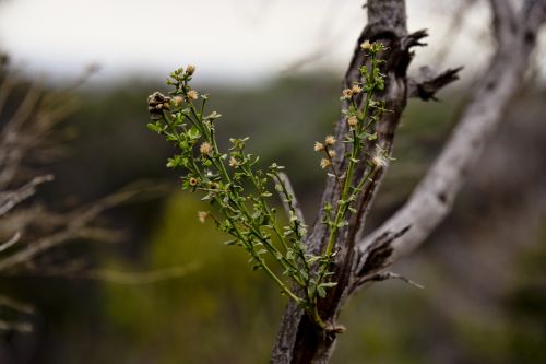 Winter Growth