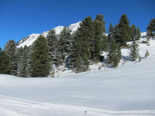 winter landscape forest snow