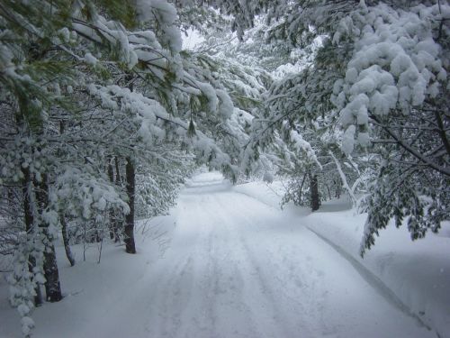 Winter Landscape