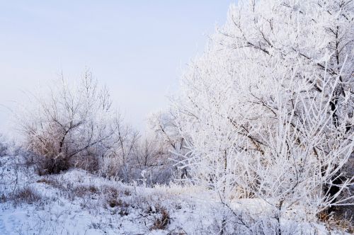 Winter Landscape