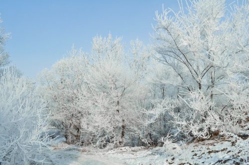 Winter Landscape