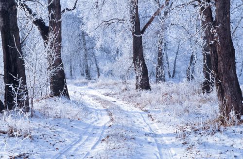 Winter Landscape