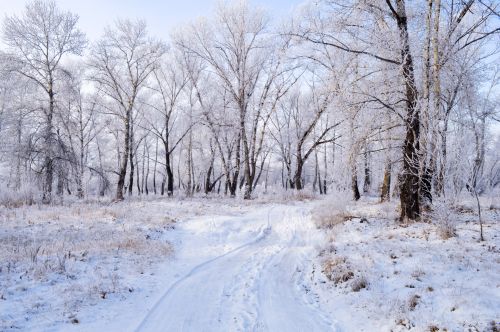 Winter Landscape