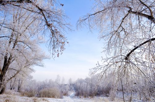 Winter Landscape