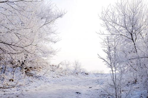 Winter Landscape