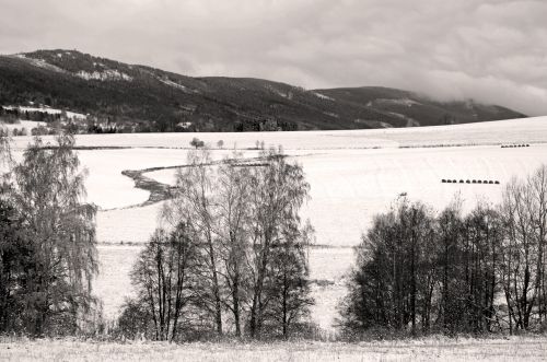 Winter Landscape