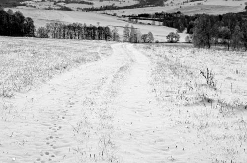 Winter Landscape