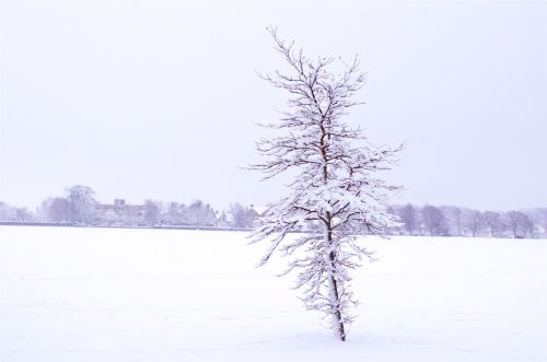 Winter Landscape