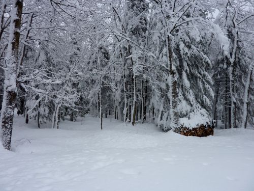 Winter Landscape