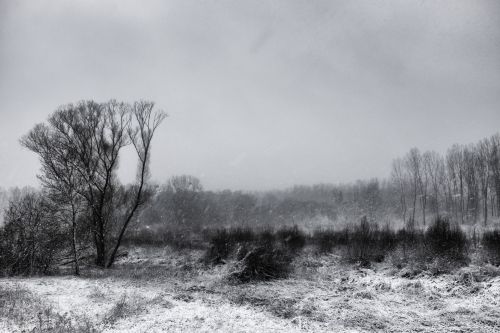 Winter Landscape