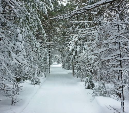 Winter Landscape