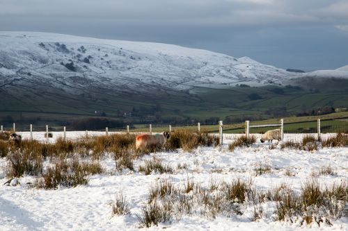 Winter Landscape