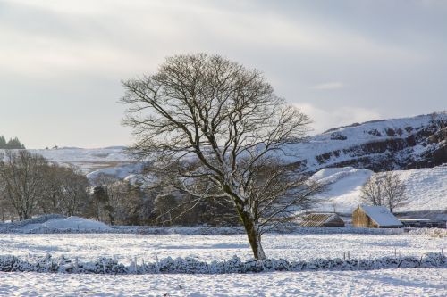 Winter Landscape