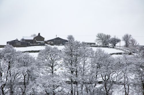 Winter Landscape