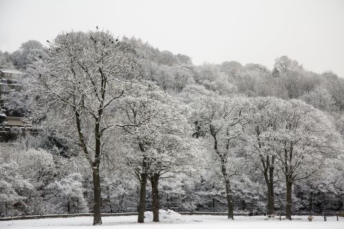 Winter Landscape