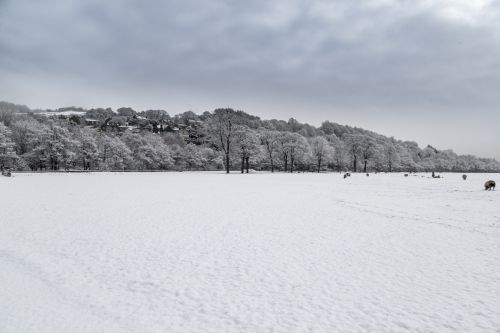 Winter Landscape