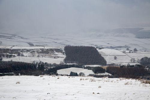 Winter Landscape