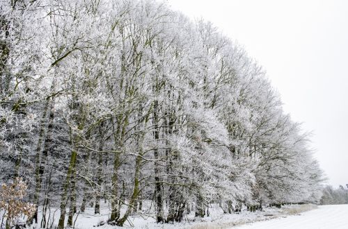 Winter Landscape