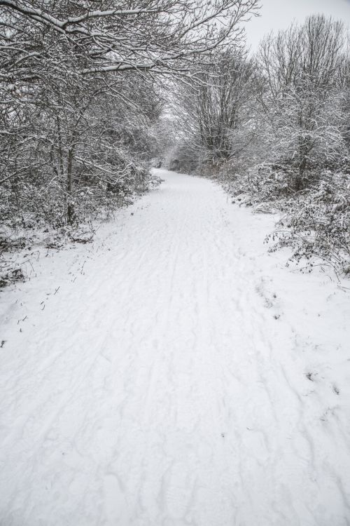 Winter Landscape