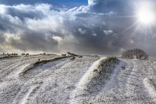 Winter Landscape