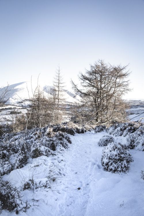 Winter Landscape