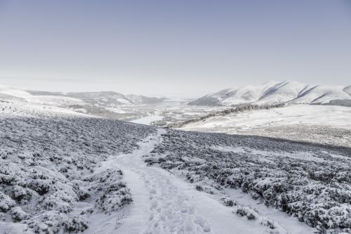 Winter Landscape