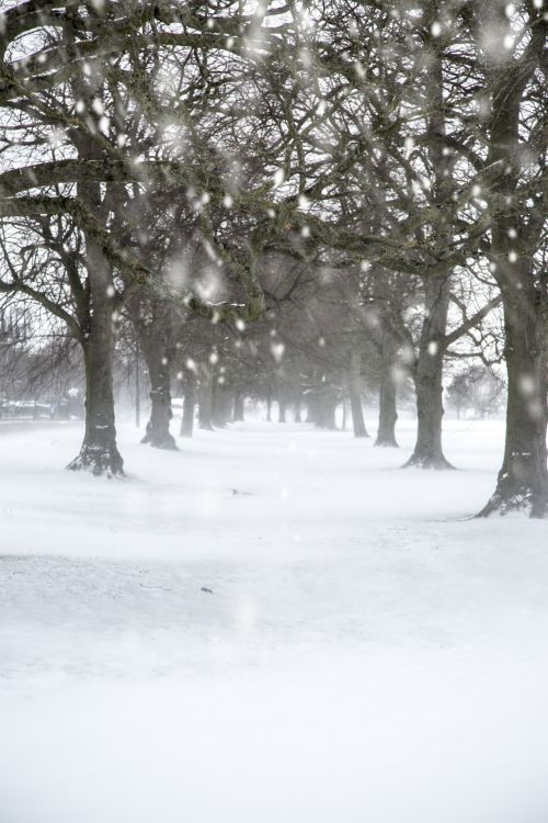 Winter Landscape