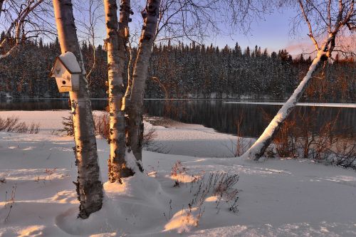 winter landscape snow trees