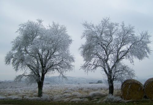 winter landscape hoary rimy