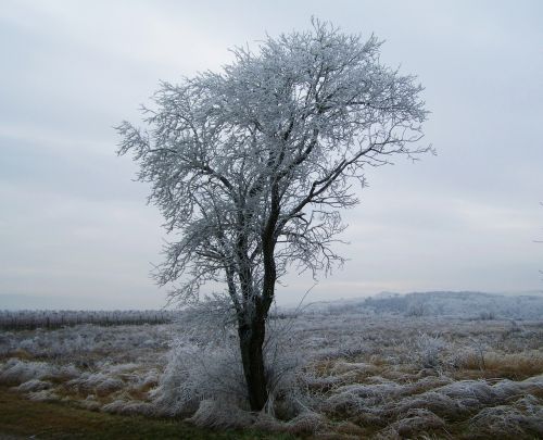 winter landscape hoary rimy