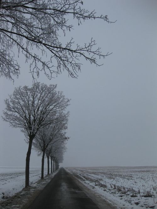 winter landscape trees snow