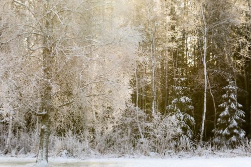 winter landscape winter landscape