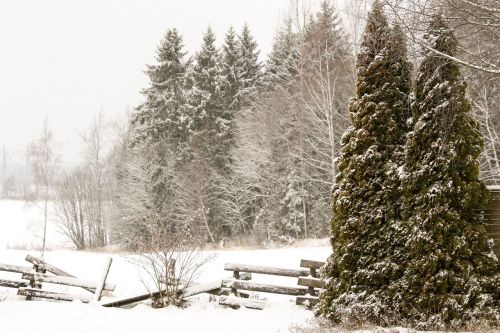 winter landscape trees snow