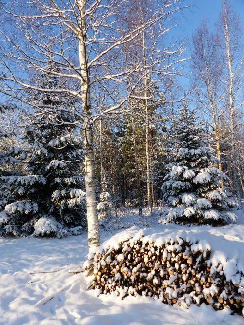 winter landscape forest tree