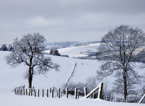 winter landscape snow trees