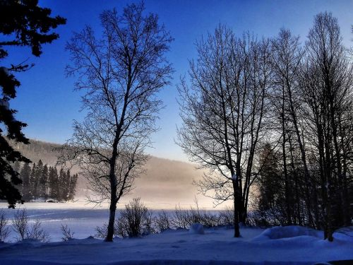 winter landscape trees winter