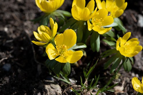 winter linge  flowers  yellow