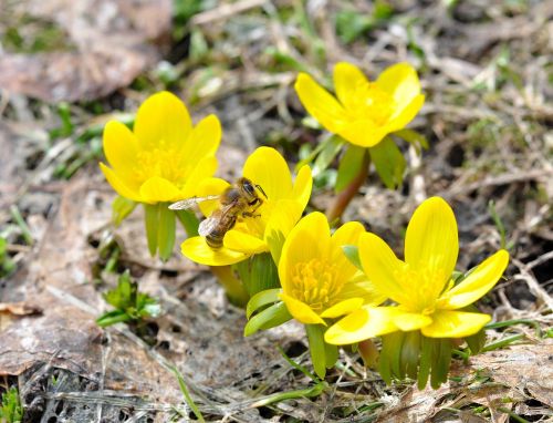 winter linge bee insect