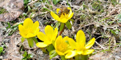 winter linge bee insect