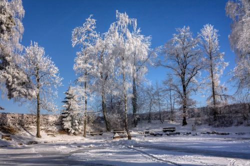 winter magic trees wintry