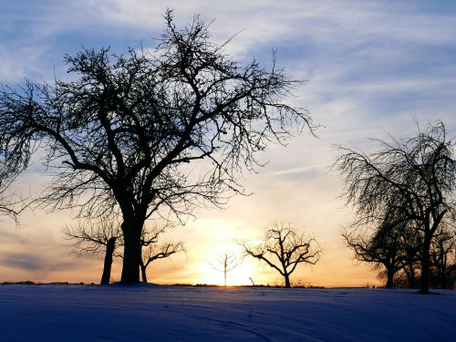 winter mood tree sunset
