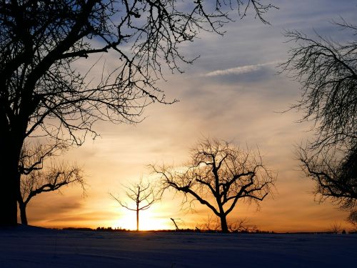 winter mood tree sunset