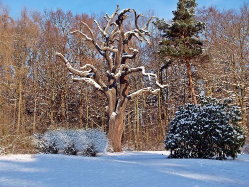 nature tree plant