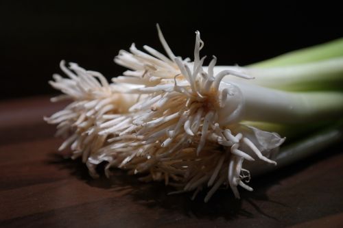 winter onion leek root