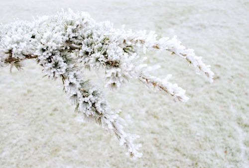 Winter Pine Branch