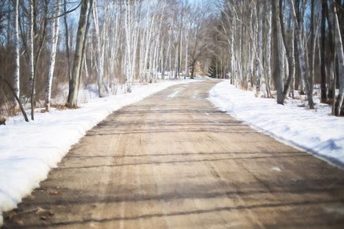 winter road white birch trees forest