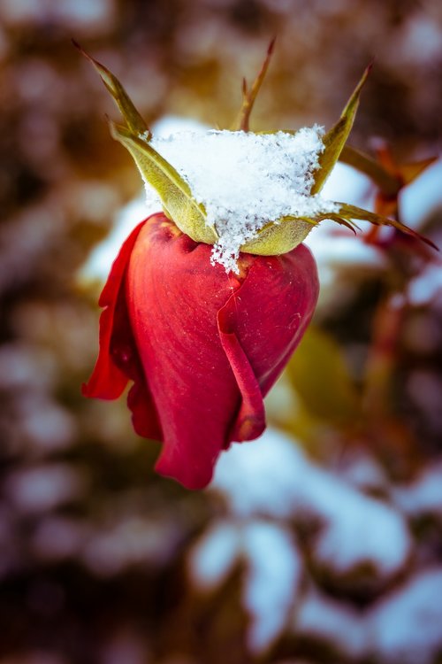 winter rose  snow  bud
