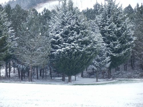 winter scenery fir nature